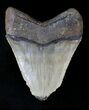 Bargain Megalodon Tooth - North Carolina #21652-2